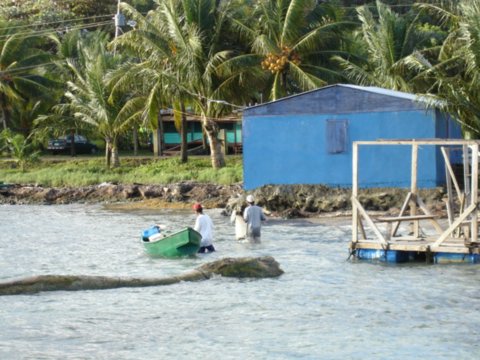 cornisland8.jpg